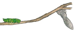 Bild enthält, Animal, Insect, Invertebrate, Butterfly, Monarch, Bird