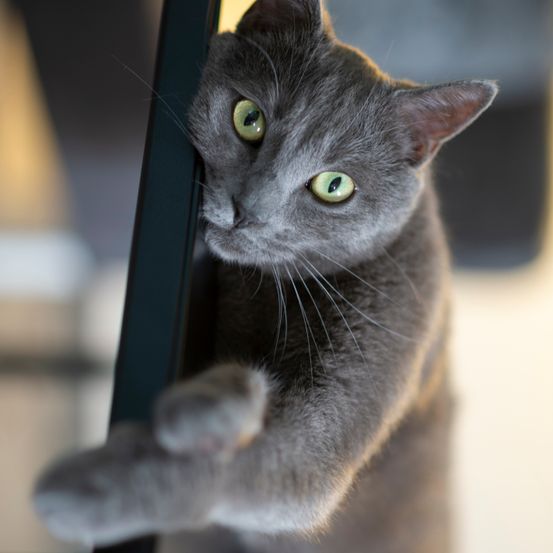 Bild enthält, Abyssinian, Animal, Cat, Mammal, Pet