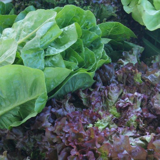 Eine Nahaufnahme verschiedener frischer Salatblätter, darunter leuchtend grüne, dunkelgrüne und violette Farbtöne, die zusammen angeordnet sind.
