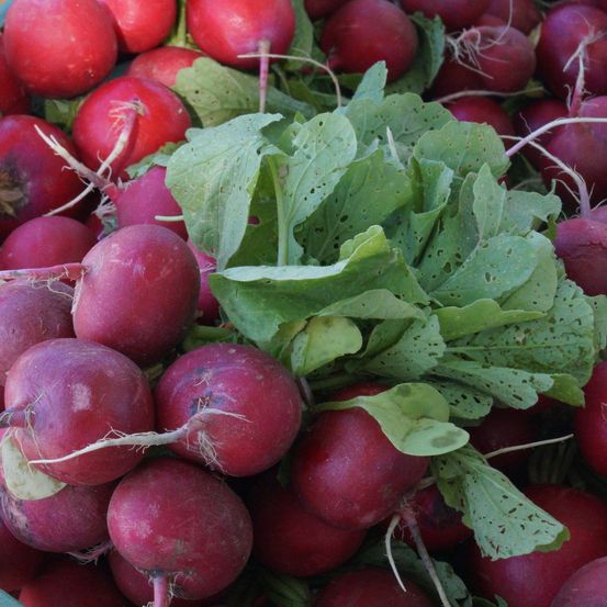 Eine Nahaufnahme einer Handvoll roter Radieschen mit grünen Blättern und einigen kleinen Löchern in den Blättern. Die Radieschen sind rund und haben einige Stiele.