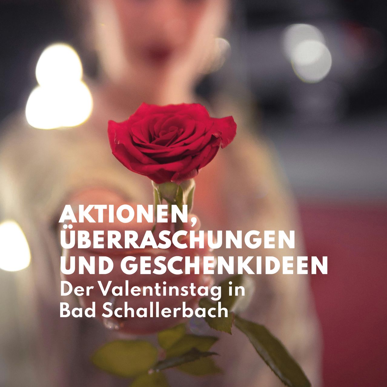 Bild enthält, Flower, Plant, Rose, Petal