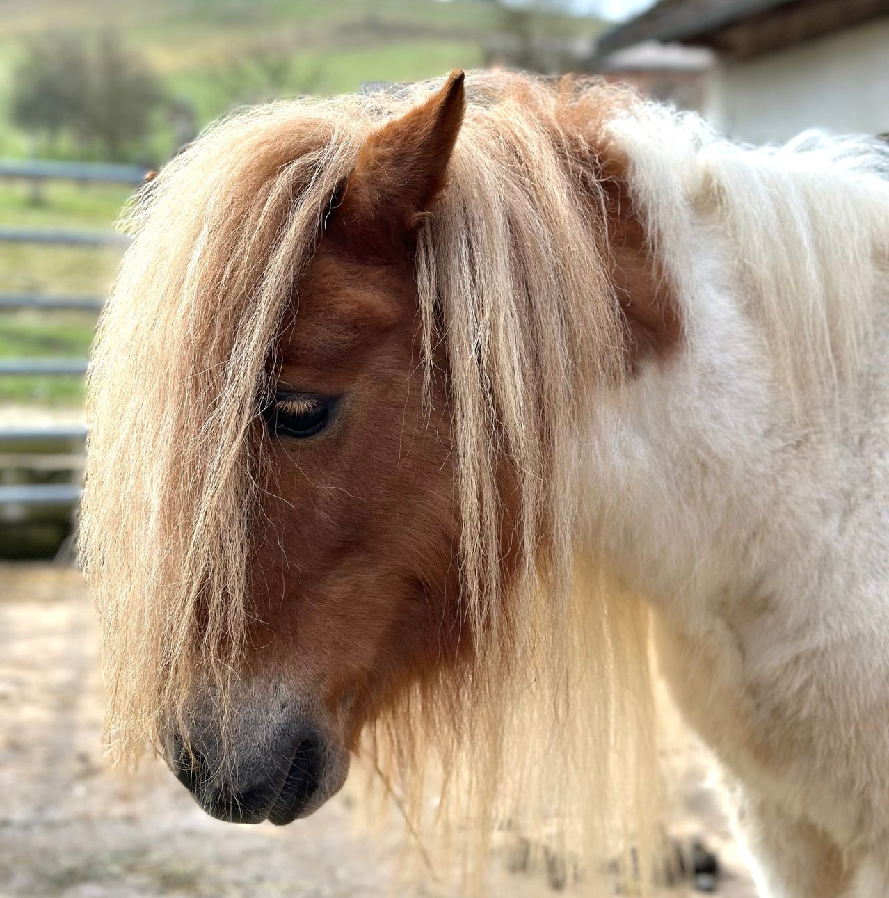 Ein Nahaufnahme von einem braunen und weißen Miniaturpferd mit langen, fließenden Haaren und einem braunen Fleck auf dem Ohr.