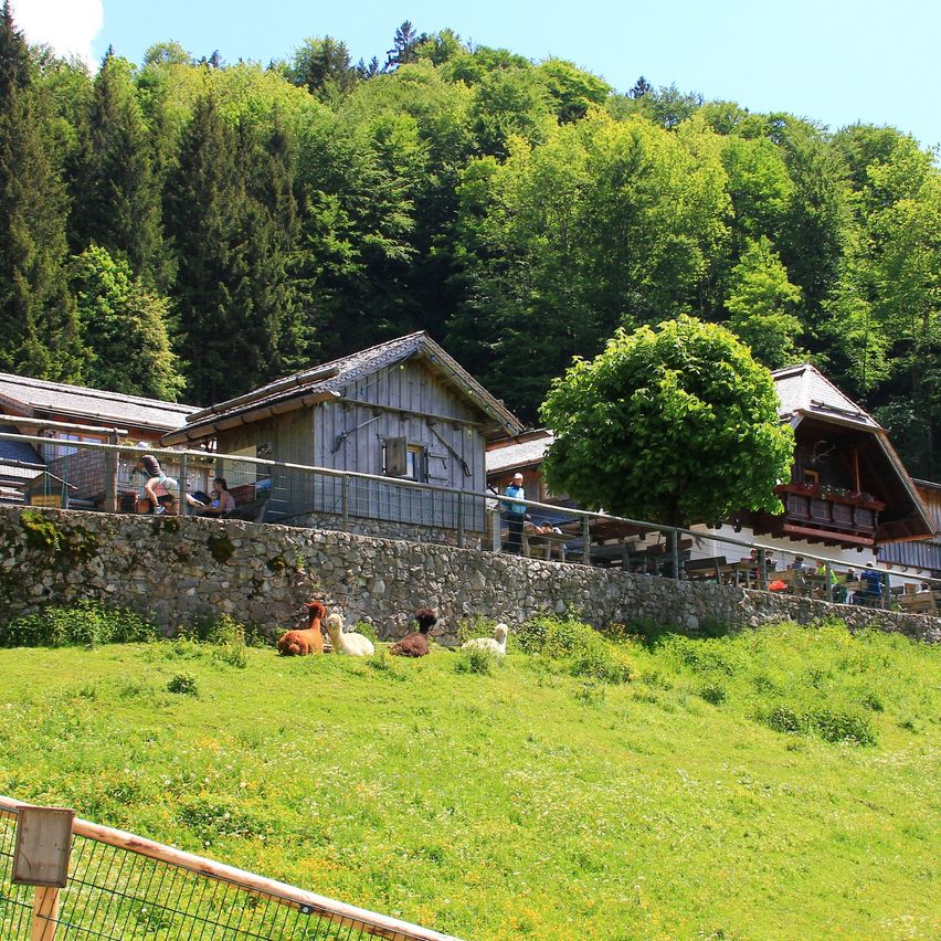 Eine malerische Ansicht eines Gebirgsgebiets mit Holzhäusern und Menschen. Einige Leute sitzen auf einem Balkon, während andere auf dem Gras sind. Es gibt auch Alpakas und Schafe, die auf dem Gras liegen.