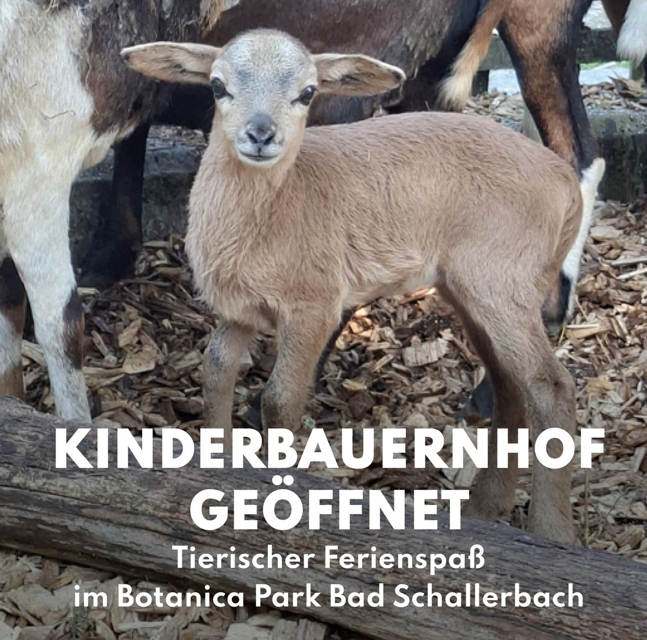 Ein junges Lamm steht zwischen anderen Ziegen in einer Bauernhofumgebung. Das Bild hat einen Titel auf Deutsch, der anzeigt, dass der Bauernhof geöffnet hat.