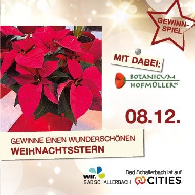 Werbeposter für eine Weihnachtsaktion mit einer roten Weihnachtssternpflanze und grünen Blättern. Es beinhaltet ein Gewinnspiel für einen wunderschönen Weihnachtsstern, gesponsert von Bad Schallerbach. Datum: 08.12.