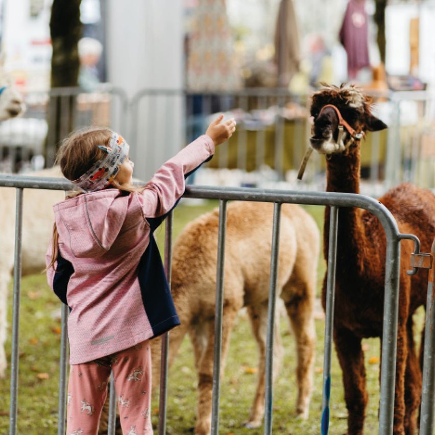 Ein kleines Mädchen streckt die Hand zu einem Alpaka hinter einem Zaun auf einem Jahrmarkt aus. Andere Tiere und Menschen sind im Hintergrund.