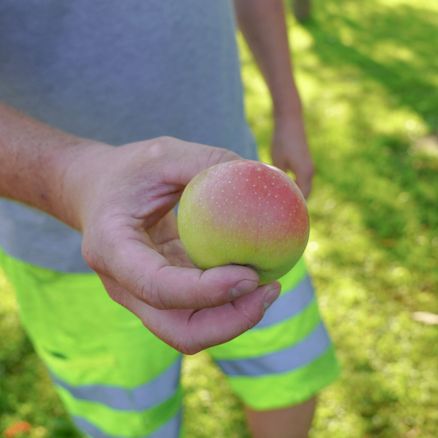 Eine Person hält einen roten und gelben Apfel in der Hand und trägt grüne reflektierende Kleidung.