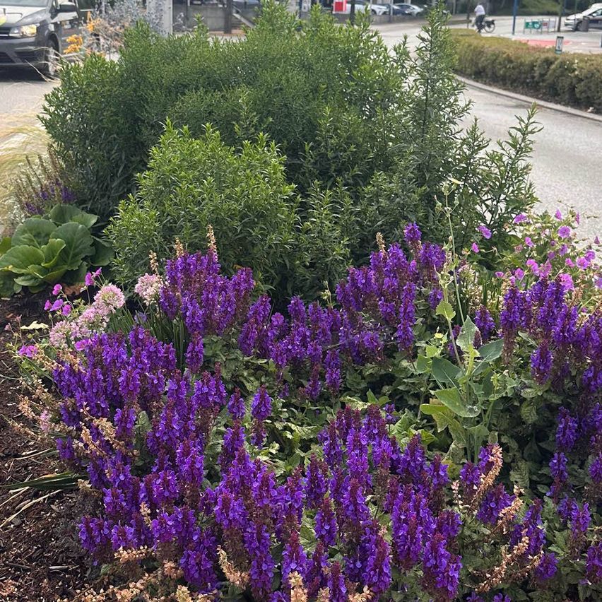A garden filled with purple flowers and green foliage. In the background, cars are parked, and a person is riding a bicycle.
