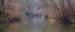 Bild enthält, Land, Nature, Outdoors, Pond, Water, Vegetation, Swamp, Tree, Woodland, Grove