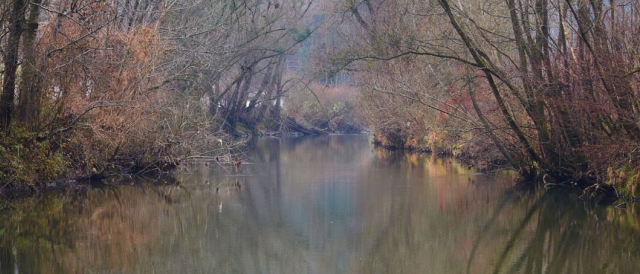 Bild enthält, Land, Nature, Outdoors, Pond, Water, Vegetation, Swamp, Tree, Woodland, Grove