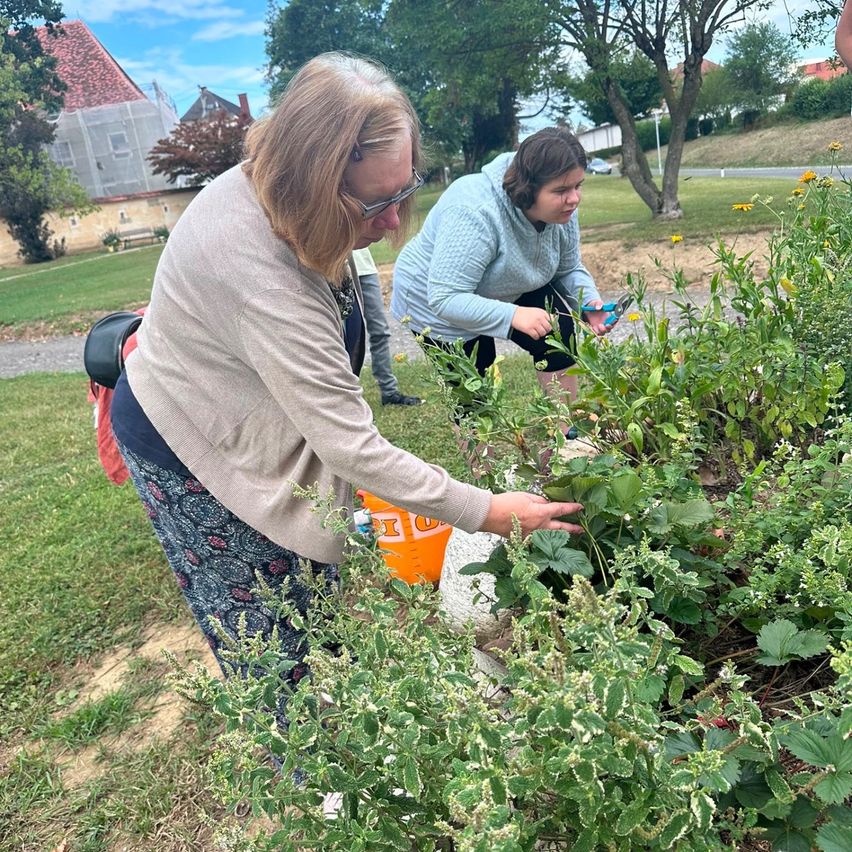 Two women are picking strawberries in a garden, one holding scissors and the other holding a bucket. The garden is surrounded by green grass and trees.