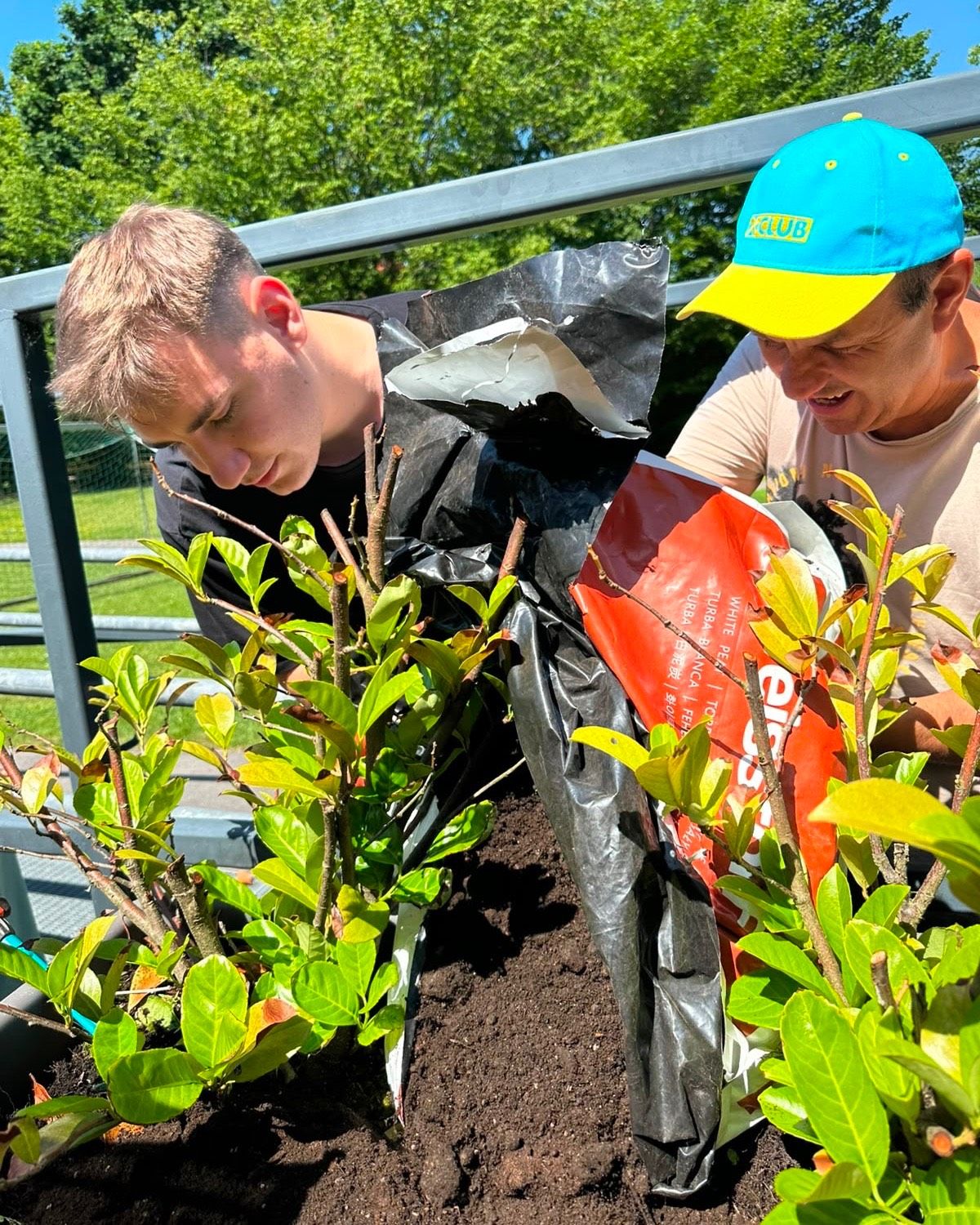 A man with a blue and yellow cap holds a bag of plant food. Another man in a black shirt plants a small tree.
