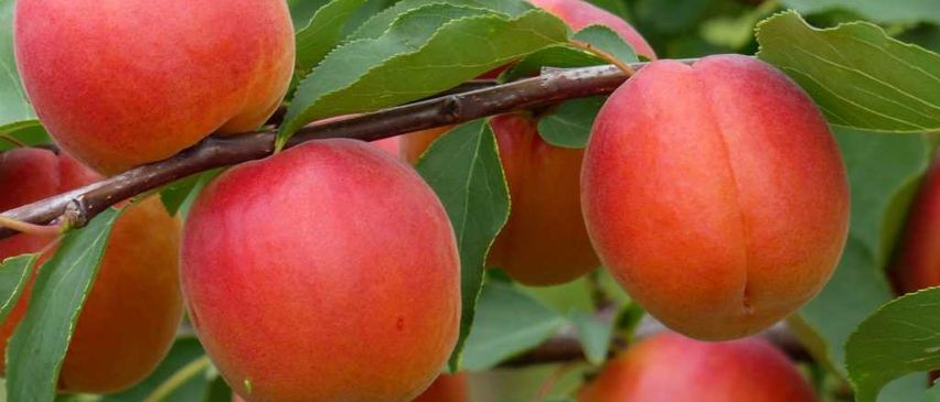 Bild enthält, Food, Fruit, Plant, Produce, Pear