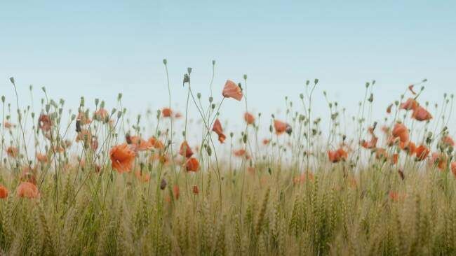 Bild enthält, Flower, Plant, Field, Grass, Vegetation, Grassland, Nature, Outdoors, Poppy, Bird