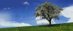 Ein Baum mit weißen Blüten blüht auf einer Wiese unter einem blauen Himmel mit verstreuten Wolken.