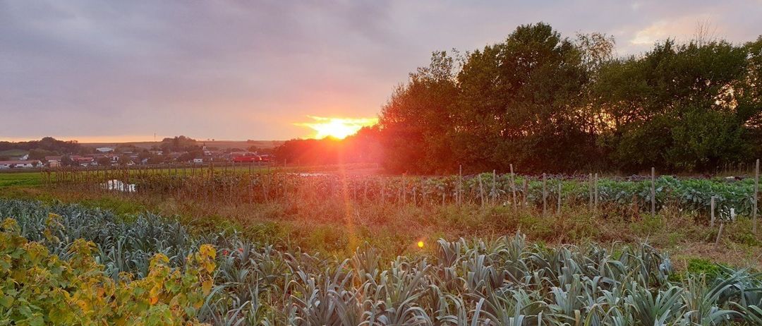 Die Sonne geht über einem Feld mit Pflanzenuntern hinter Bäumen und einem Dorf in der Ferne unter. Der Himmel ist blau und bewölkt.