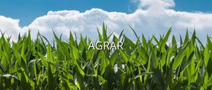 Ein Feld mit hohem grünem Mais, das Wort 'AGRAR' in weißer Schrift gegen einen blauen Himmel mit weißen Wolken.