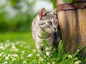 Bild enthält, Animal, Cat, Mammal, Pet, Kitten, Grass, Plant, Outdoors, Nature