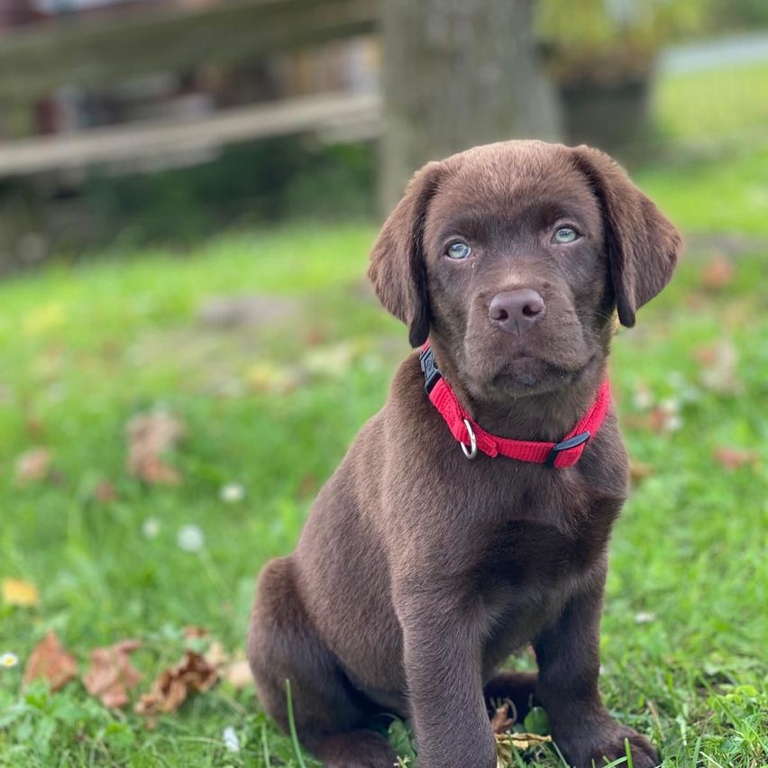 Bild enthält, Animal, Canine, Dog, Mammal, Pet, Puppy, Grass, Plant, Labrador Retriever