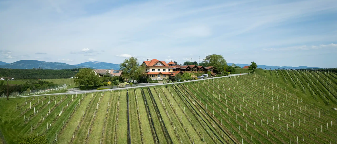 Luftaufnahme eines Weinbergs mit einem Haus in der Mitte.