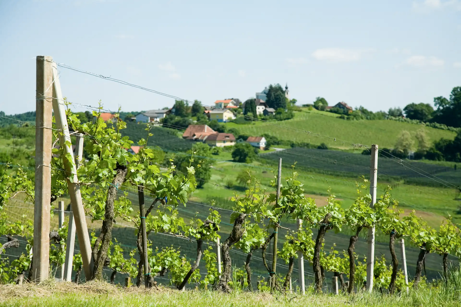 Ein Weinberg mit grünen Reben und einem Bergdorf mit Häusern im Hintergrund.