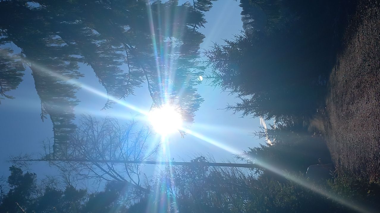 Die Sonne scheint hell durch die Bäume und wirft ein warmes Licht. Der Himmel ist klar mit einem Hauch von Blau, und das Licht filtert durch die Äste.