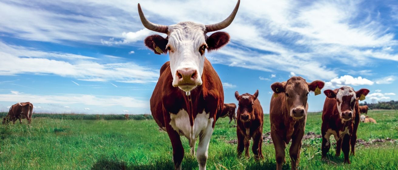 Bild enthält, Field, Grassland, Nature, Outdoors, Cattle, Cow, Livestock, Ranch, Bull, Pasture