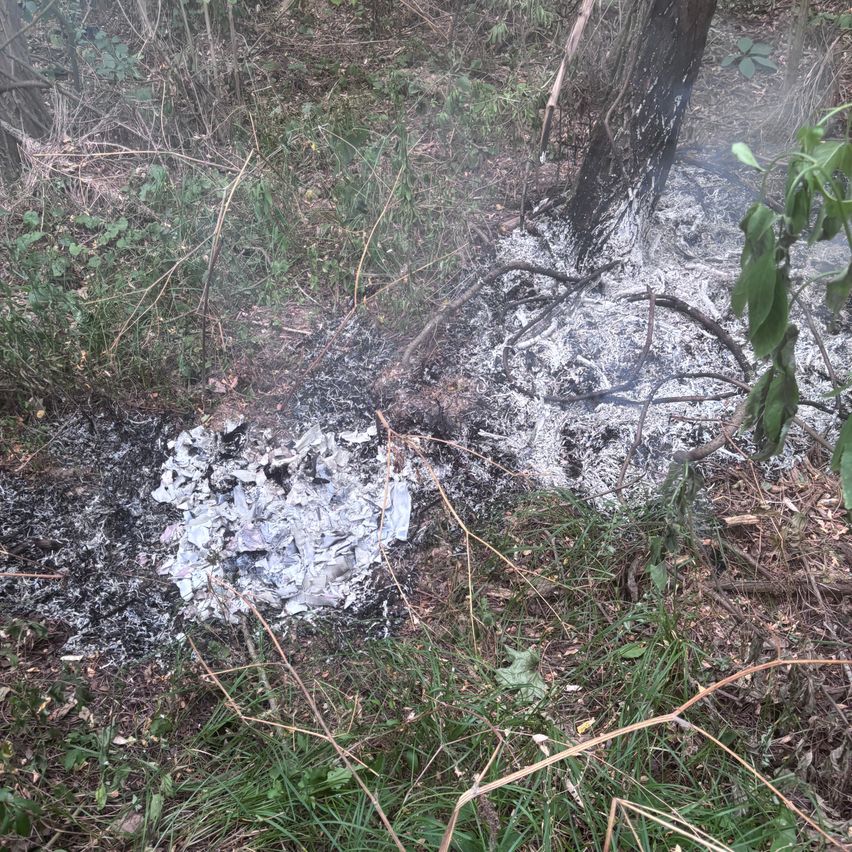 Ein verbrannter Bereich in einem Wald mit einem teilweise verkohlten Baumstamm und Asche auf dem Boden verteilt.