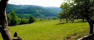 Bild enthält, Countryside, Field, Nature, Outdoors, Pasture, Rural, Tree, Grassland, Ranch, Scenery