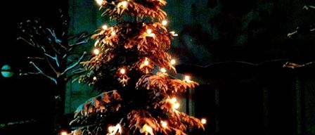 Ein Weihnachtsbaum ist nachts im Schnee beleuchtet, mit einem Gebäude im Hintergrund.