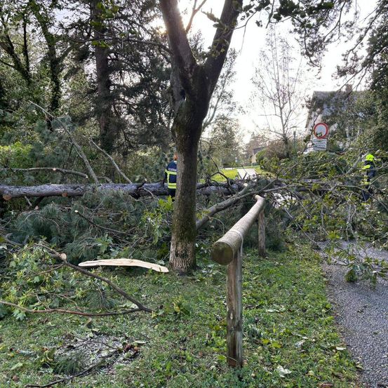 Bild enthält, Tree, Tree Trunk, Vegetation, Land, Outdoors, Woodland, Grove, Jungle, Person, Path