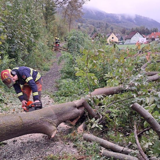 Bild enthält, Vegetation, Tree, Person, Jungle, Nature, Outdoors, Rainforest, Bag, Helmet, Backpacking