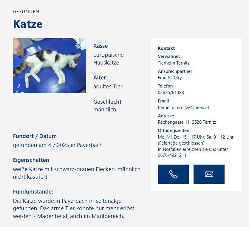 katze