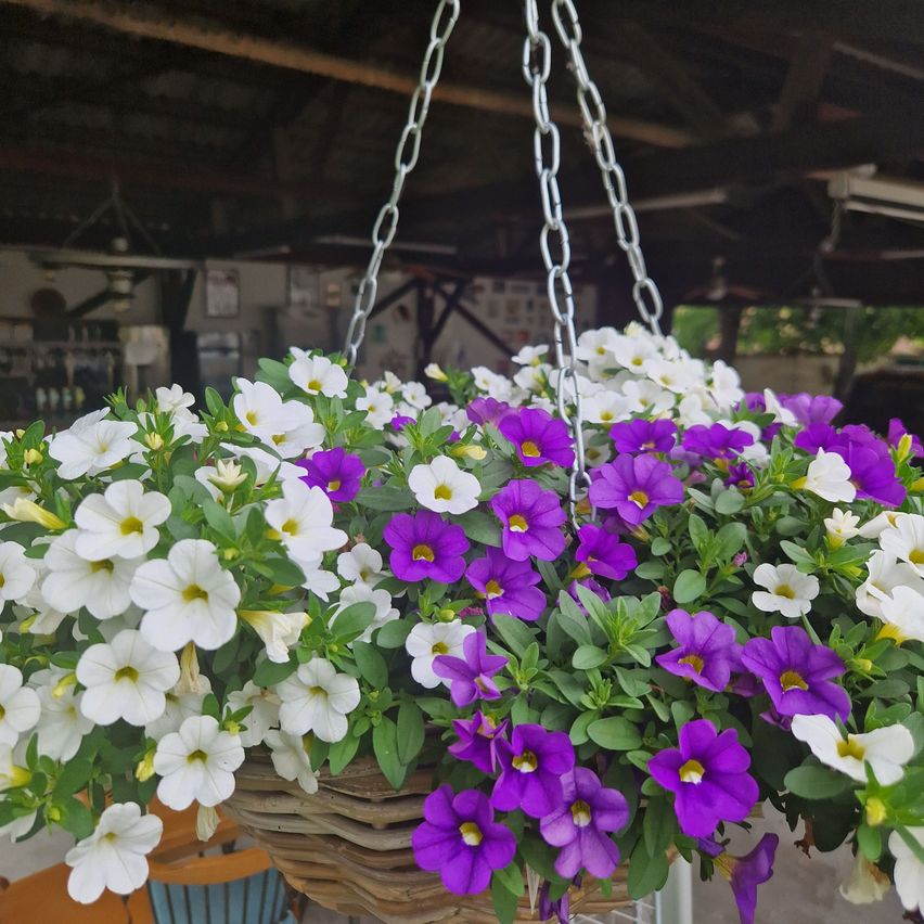 Bild enthält, Plant, Potted Plant, Flower, Geranium, Purple, Flower Arrangement, Flower Bouquet, Petal, Planter, Anemone