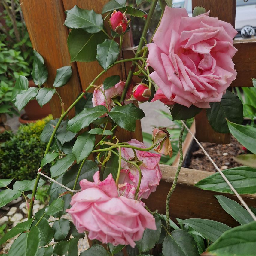 Bild enthält, Flower, Plant, Rose, Petal, Flower Arrangement, Geranium, Leaf, Flower Bouquet