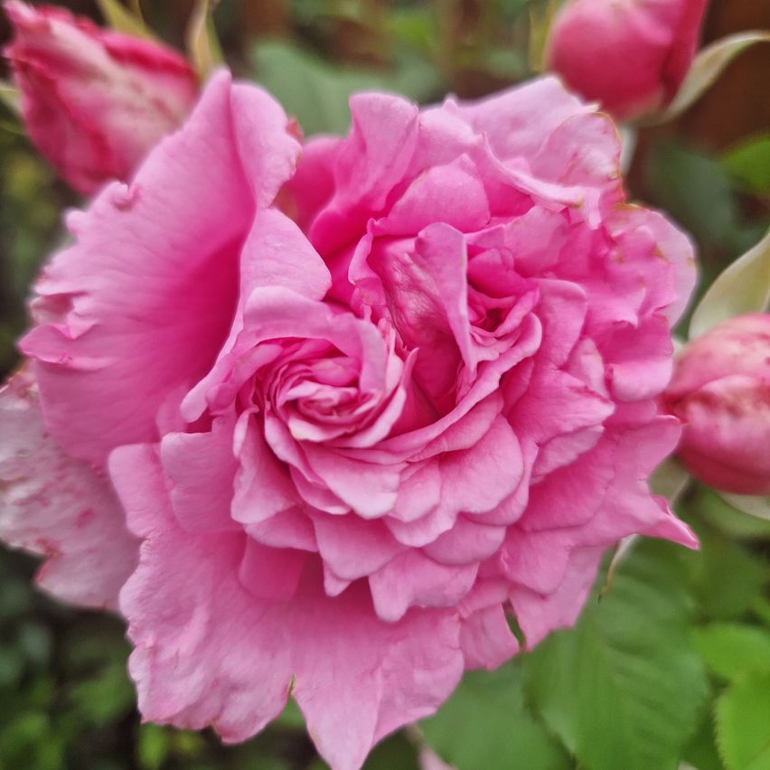 Bild enthält, Flower, Plant, Rose, Geranium, Petal, Carnation