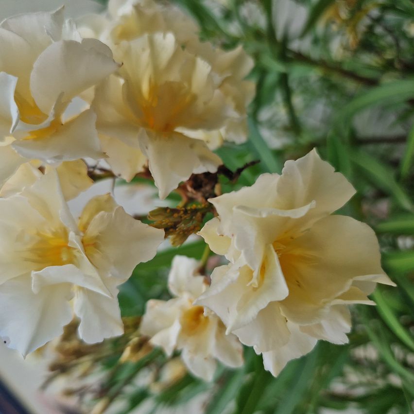 Bild enthält, Flower, Geranium, Plant, Petal, Rose, Pollen, Gladiolus, Daffodil