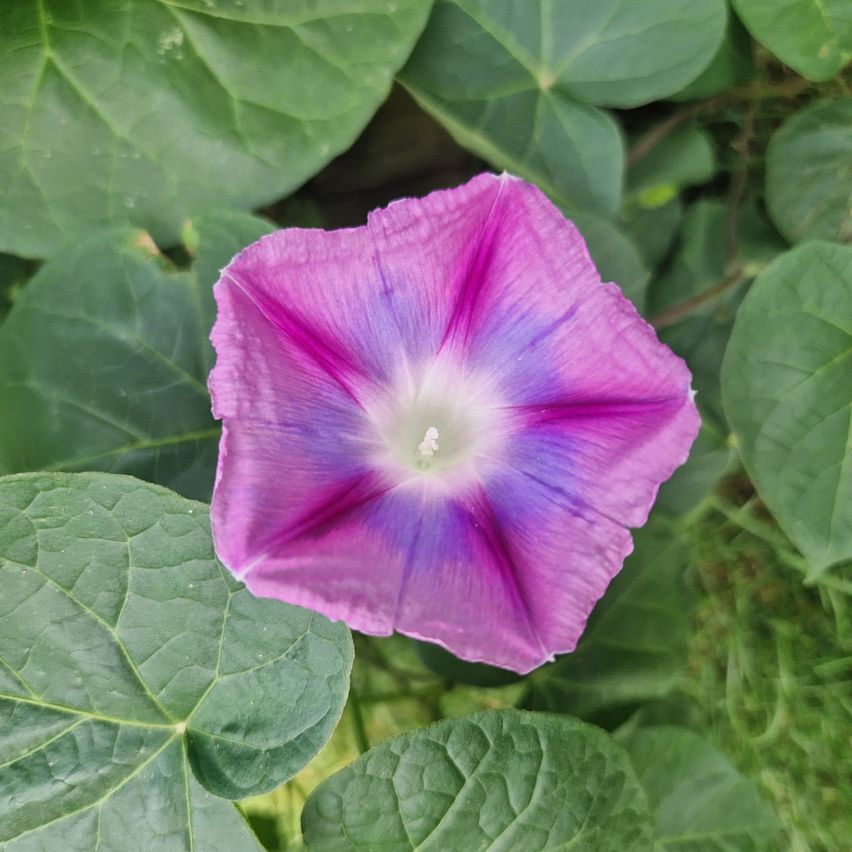 Bild enthält, Flower, Geranium, Plant, Petal, Rose, Leaf, Purple, Anemone