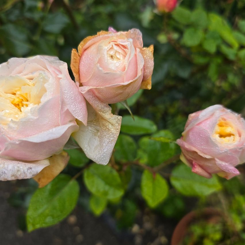 Bild enthält, Flower, Plant, Rose, Petal, Flower Arrangement, Flower Bouquet