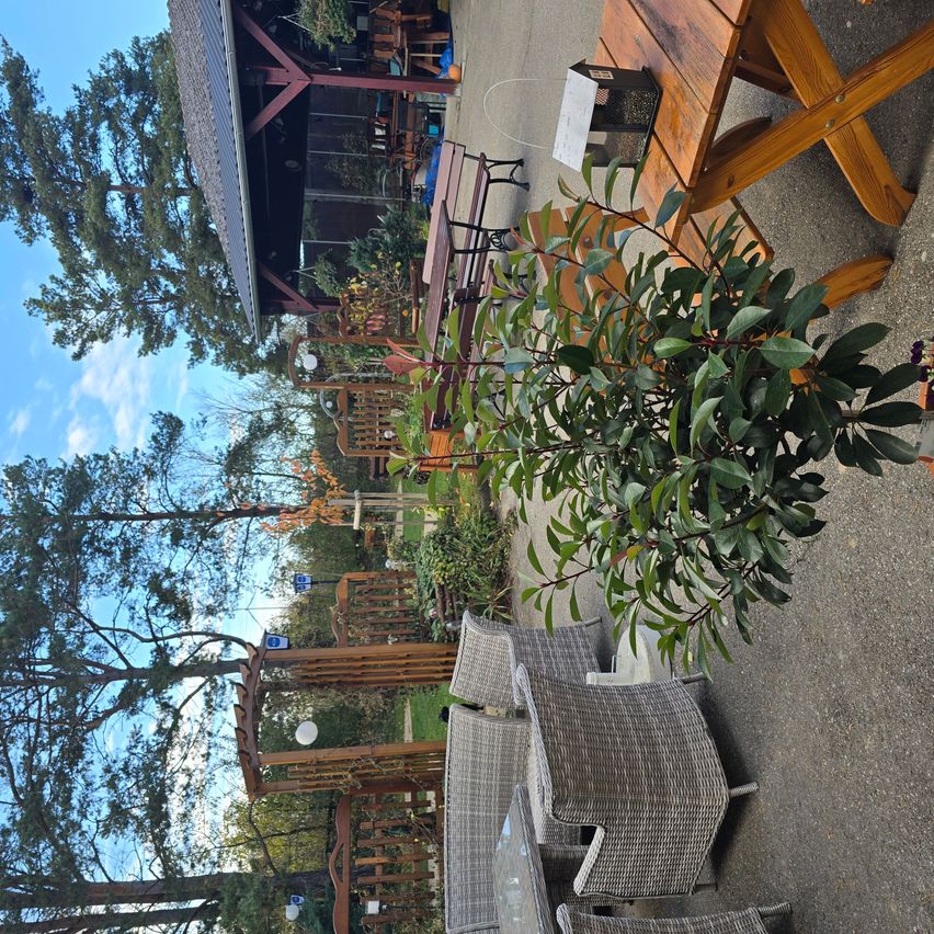 Bild enthält, Plant, Potted Plant, Garden, Patio, Porch, Slate, Arbour, Wood, Planter, Tree