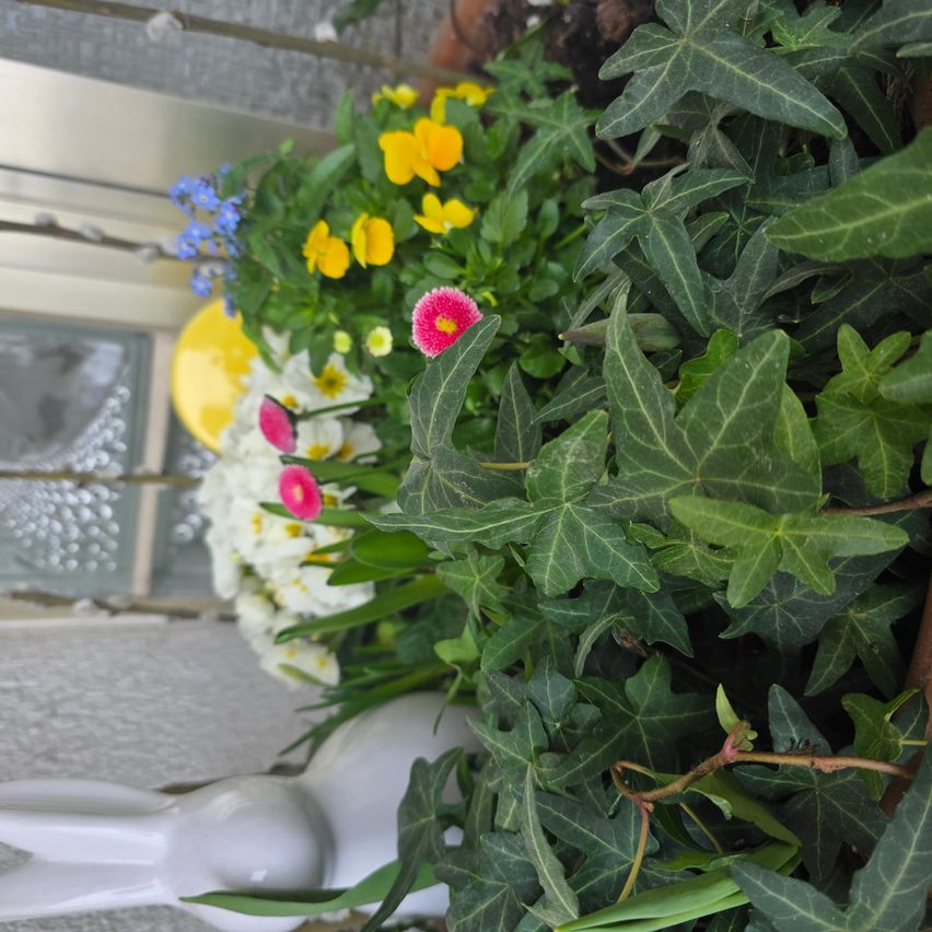 Ein Nahaufnahme von einem weißen Keramikhasen mit einem Blumenstrauß in einem Topf. Die Blumen umfassen pinke, gelbe und weiße Blüten, umgeben von üppigen grünen Blättern. Der Hintergrund ist eine weiße Wand mit einem Fenster.