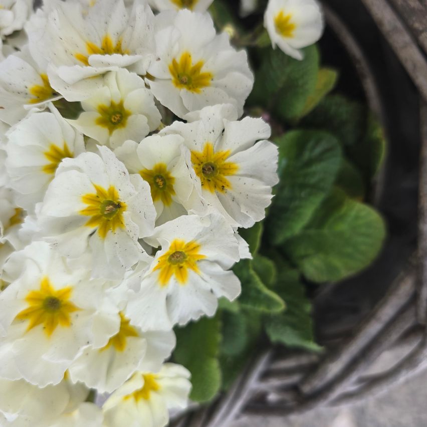 Ein Nahaufnahme eines Korbes voller weißer Blumen mit gelben Zentren und grünen Blättern, der auf einer Steinoberfläche steht.
