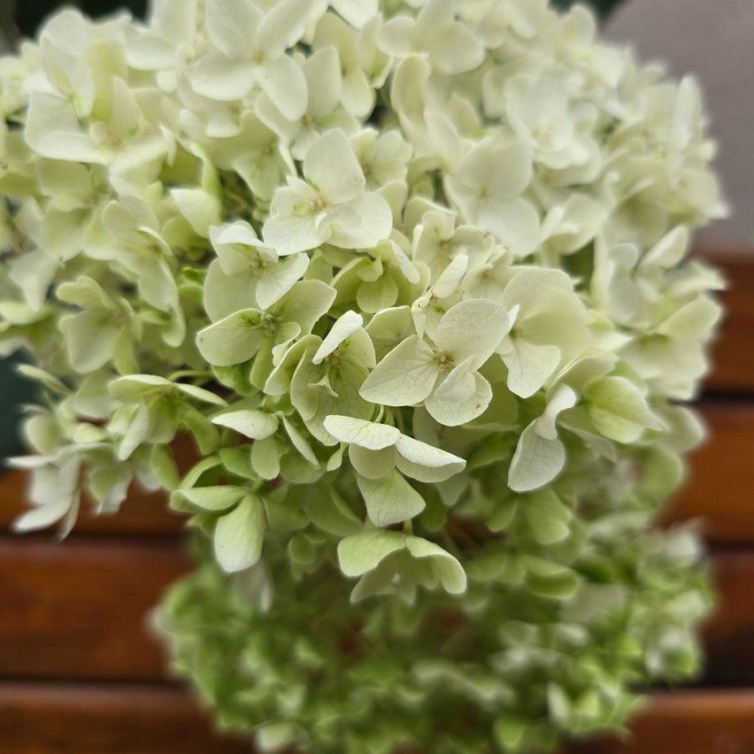 Eine Nahaufnahme eines Straußes weißer und grüner Blumen, möglicherweise Hortensien, mit einem leicht verschwommenen Hintergrund.