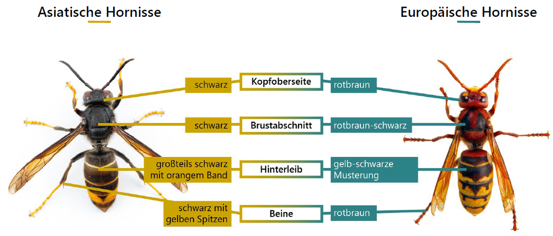 Ein Bild einer europäischen Hornisse mit ihren Körperteilen in Deutsch beschriftet. Die Körperteile umfassen Kopf, Brust, Hinterleib, Beine und Flügel. Die Beschriftungen sind Kopfoberseite, Brustabschnitt, Hinterleib, Beine und Flügel. Das Bild hat einen Wasserzeichen von Januar 2024.