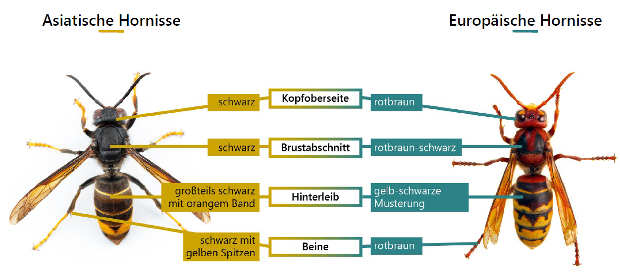Ein Bild einer europäischen Hornisse mit ihren Körperteilen in Deutsch beschriftet. Die Körperteile umfassen Kopf, Brust, Hinterleib, Beine und Flügel. Die Beschriftungen sind Kopfoberseite, Brustabschnitt, Hinterleib, Beine und Flügel. Das Bild hat einen Wasserzeichen von Januar 2024.