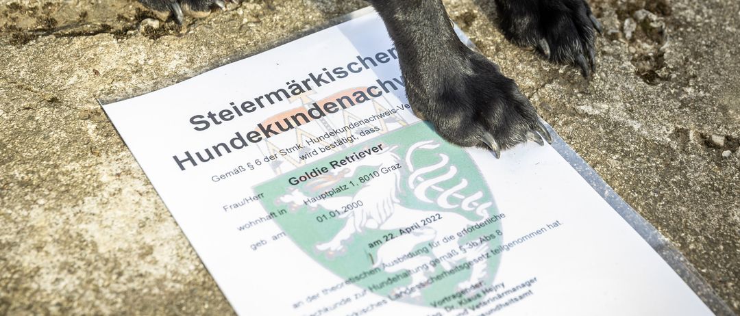 Ein Hund steht auf einem Dokument mit dem Titel 'Steiermarkischer Hundekundennachw', mit einem grünen und weißen Wappen und Text. Das Dokument liegt auf dem Boden.