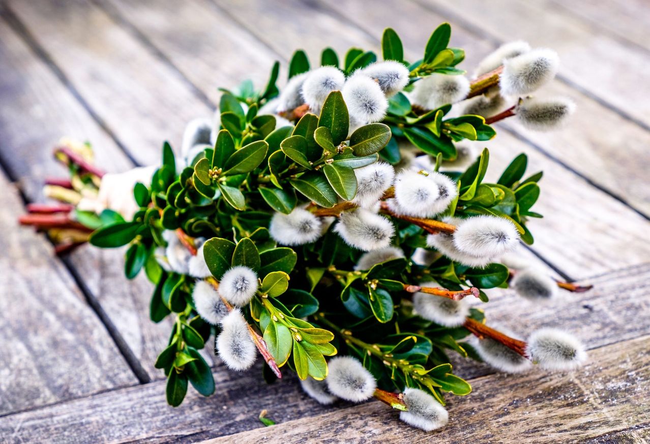 A close-up of a bouquet of white and green flowers on a wooden surface. The flowers have a fluffy appearance, and the leaves are lush and green.
