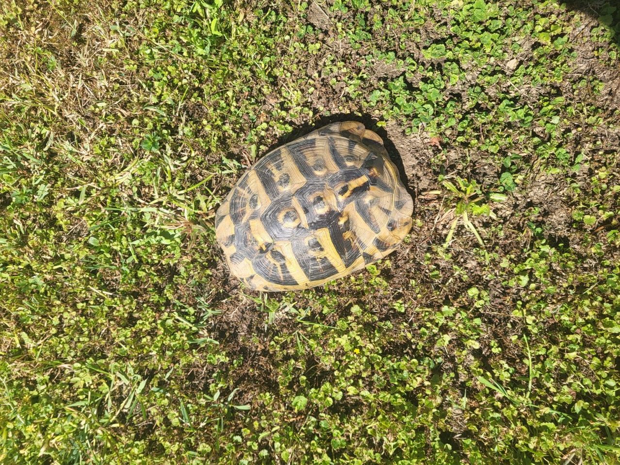 Eine Schildkröte mit einem gelben und schwarzen Panzer liegt auf Gras mit kleinen Pflanzen um sie herum.