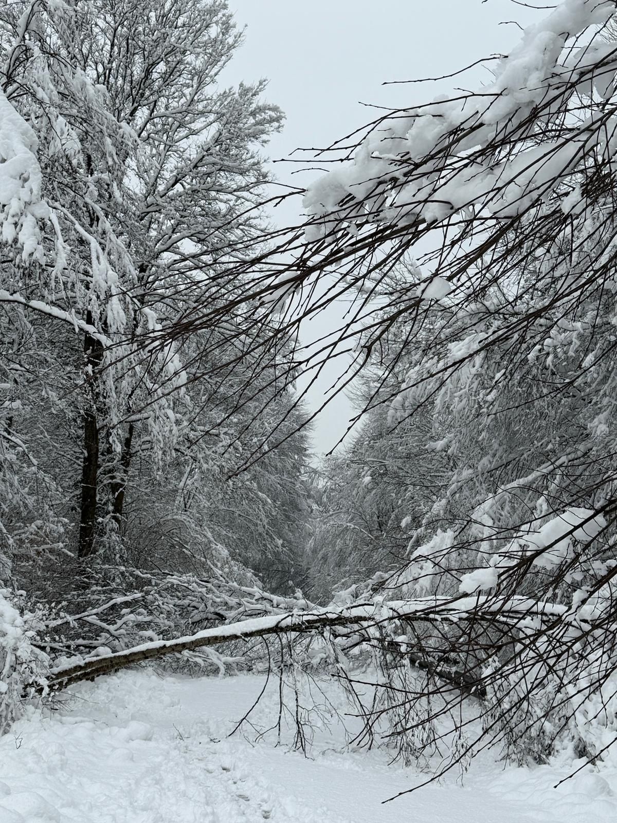 A snowy forest scene with trees covered in snow and branches bent down. A fallen branch lies on the snow-covered ground.