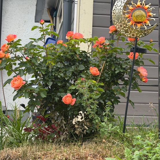 Ein Garten mit einem Busch orangefarbener Rosen und einem dekorativen sonnenförmigen Gartenornament.